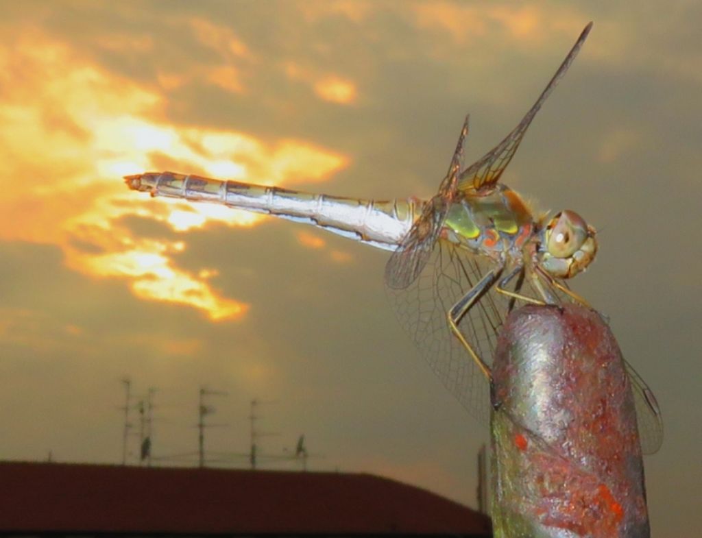 Sympetrum striolatum f. e Sympetrum fonscolombii m.